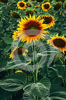 natural green sunflower with yellow flower in a sunflower field shot in the afternoon close