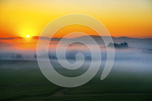 Natural green tea field and mist