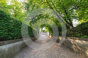 Natural Green Trees and Walkway in Public Park, Beautiful Perspective View of Outdoor Garden Tree Plant in Zurich City Parkland, S