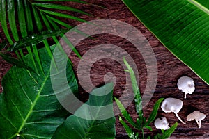Natural green tropical jungle flat lay background of banana, palm, colocasia, fern, mushroom leaves in dark wooden backdrop.