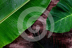 Natural green tropical jungle flat lay background of banana, palm and colocasia leaves in dark wooden backdrop.