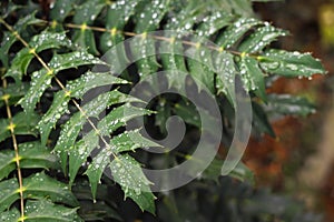 Natural green tropical leaf with large drops of rain, dew, texture, bright green color, fresh exotic botanical