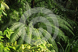 Natural green tropical texture of diffrent bright green leaf, palm tree branches, foliage, fresh exotic botanical