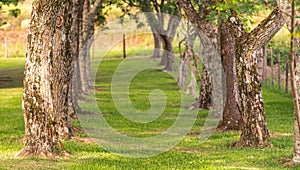 Natural green tunnel formed by tree trunks and green grass