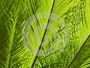 Natural greenery background with texture of palm or fern fronds