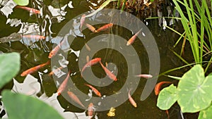 Natural greenery background. Vibrant Colorful Japanese Koi Carp fish swimming in traditional garden lake or pond. Chinese Fancy