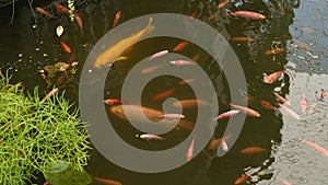 Natural greenery background. Vibrant Colorful Japanese Koi Carp fish swimming in traditional garden lake or pond. Chinese Fancy