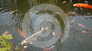 Natural greenery background. Vibrant Colorful Japanese Koi Carp fish swimming in traditional garden lake or pond. Chinese Fancy