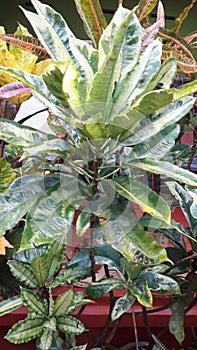   Natural greenish croton plant . It comes up with branches .