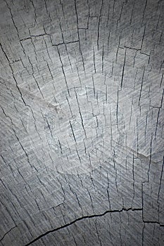 Natural Grey Tree Stump Cut Vignetted Texture photo