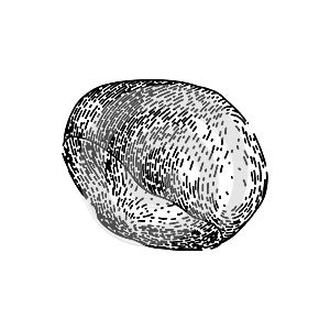 natural guarana fruit sketch hand drawn vector