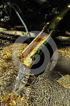 Natural gullet from bamboo photo