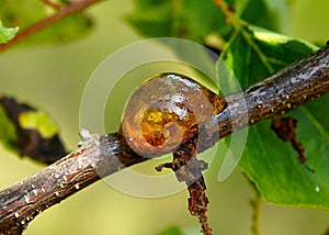 Natural gum of apricot tree