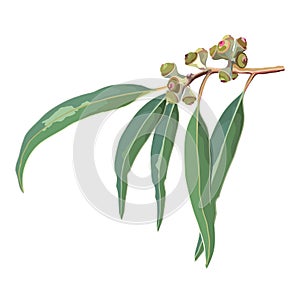 Natural Gumnut Eucalyptus Vector Illustration photo