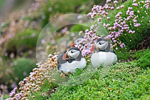 A closeup portrait of two puffins