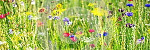 Natural habitat for insects, wildflowers and wild herbs on a flower field, Banner