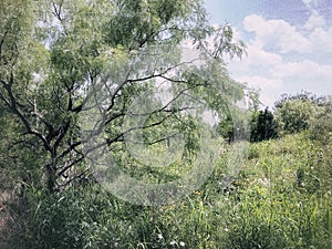 Natural habitat with mesquite tree and tall wild plants on bright sunny day