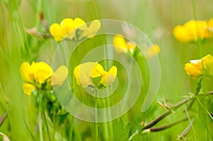 Natural habitats wild flower meadow
