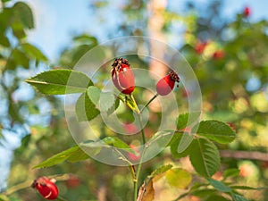 Natural harvest of wild dog rose on a bush