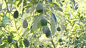 Natural hass avocados hanging in a avocado tree, tilt