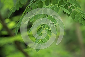 Natural HD Moringa leaves Green Background