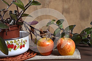 natural and healthy tropical fruit apples on the table on white texture background