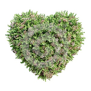 Natural heart shape tree, flower and leaf with isolated on transparent background. 3D rendering illustration