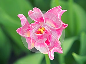 Natural heart shape tulip flower