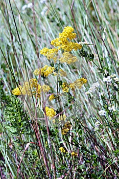 Natural herb galium verum