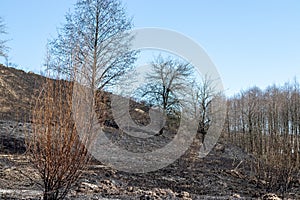 Natural hill after a fire with burnt grass, black branches of plants, trees and bushes. Neglect of nature. Forest fires
