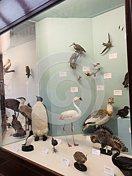 The Natural History Museum in London exhibits a vast range of specimens from various segments of natural history