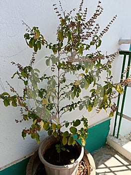 A natural Holy Basil tree