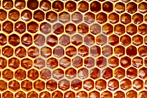 natural honey comb background or texture.