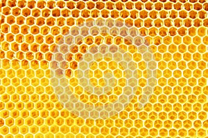 Natural honey in honeycomb background