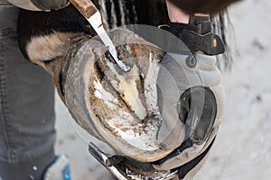 Natural hoof trimming - the farrier trims and shapes a horse`s hooves using the knife, hoof nippers, rasp.