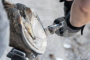 Natural hoof trimming - the farrier trims and shapes a horse`s hooves using the knife, hoof nippers, rasp.