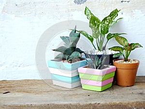 Natural house plants on wooden background texture with space copy