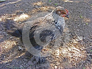 Natural household farm chiken close up portrait of grey young chicken