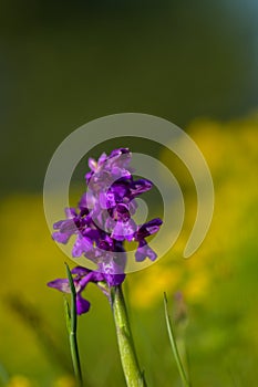 Natural hybridization between the Lady orchid Orchis purpurea and the Military orchid Orchis militaris