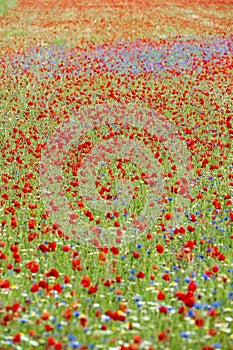 Natural impressionist painting created from wild flowers