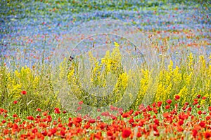 Natural impressionist painting created from wild flowers