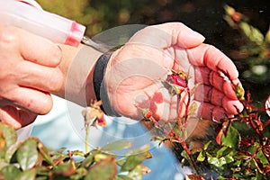 Natural Insecticide photo