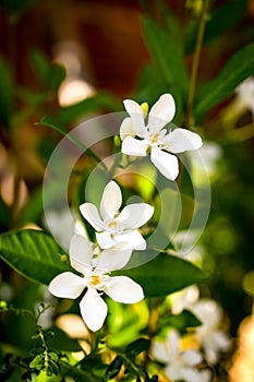 Natural jasmine flower buds closeup in sunlight