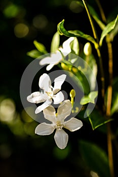 Natural jasmine flower buds closeup in sunlight