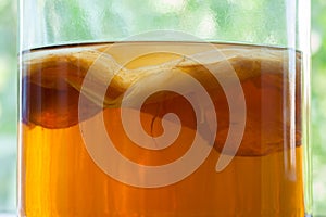 Natural kombucha fermented tea beverage healthy photo