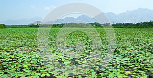 Natural  lake with lotus flowers plant and mountains.