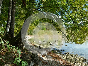 Natural lake shore with tree and reeds