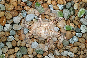 Natural Lambis Chiagra Spider Shell on the Pebble Stone Ground