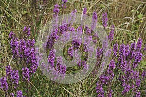 Natural landscape of an aggregation blossoming purple loosestrife , Lythrum salicaria in a ditch side