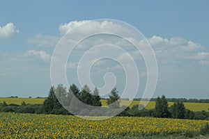 Natural landscape of the area. Flowering fields of sunflower .